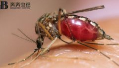 四害之一蚊子！每年致死人數超過72.5萬人