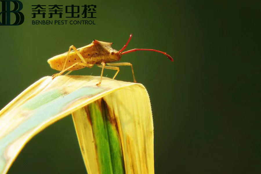 臭蟲害人嗎？如何消滅臭蟲？