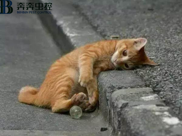 上海抓野貓抓流浪貓的公司有哪些？