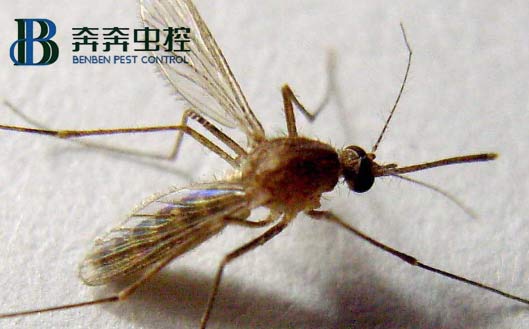 家中常見蟲子有蟑螂、蒼蠅、蚊子、米蛾、蜘蛛
