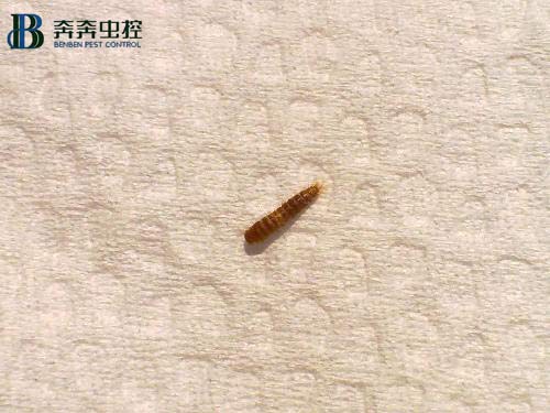 你家的廚房、衛生間頻繁出現小蟲子嗎？