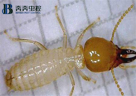 家里為什么會出現白蟻？