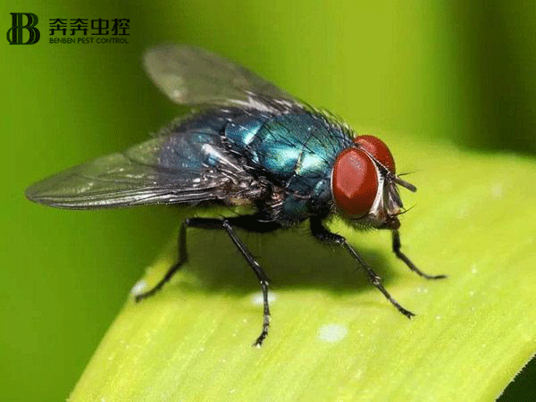 夏天家中蒼蠅太多了？上海奔奔教您：輕松把蒼