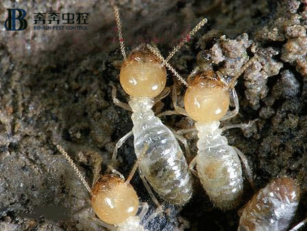 白蟻雖小，危害極大，它們的破壞力極為驚人