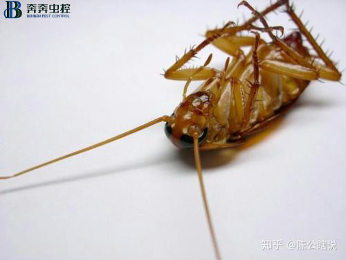 家里有蟑螂？蟑螂來多少滅多少