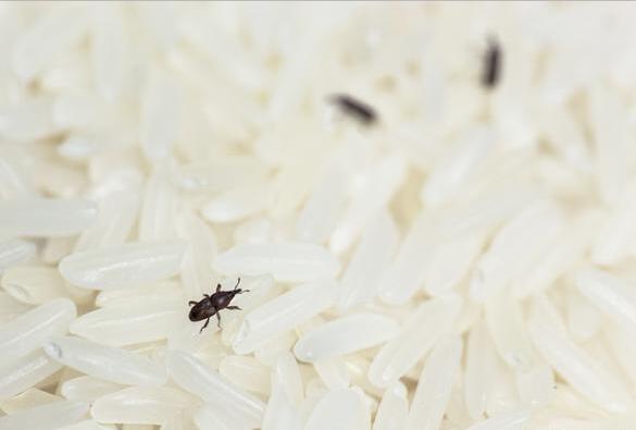 上海除蟲：什么是米象？如何防治米象？