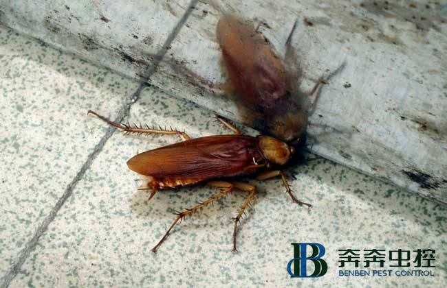 如何有效的滅蟑螂？