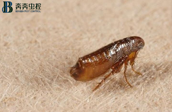 專業滅跳蚤公司