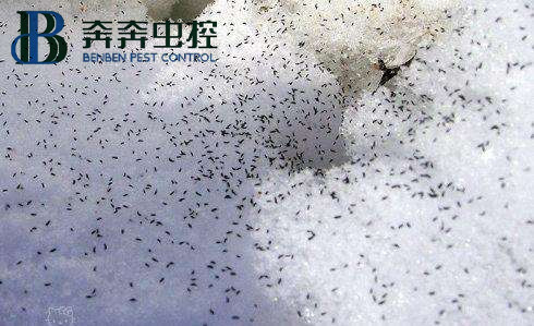 冬天雪地里出現的成群小蟲子是什么？