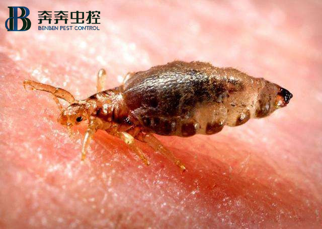 家里發現臭蟲，應該怎么消滅它們?