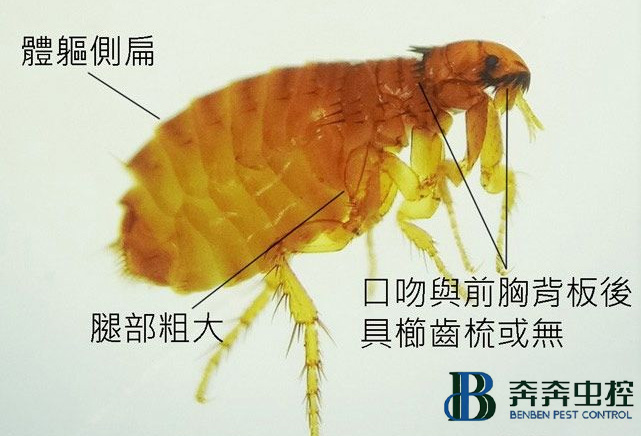 跳蚤多久不吃東西才能被餓死？跳蚤怎么消滅？