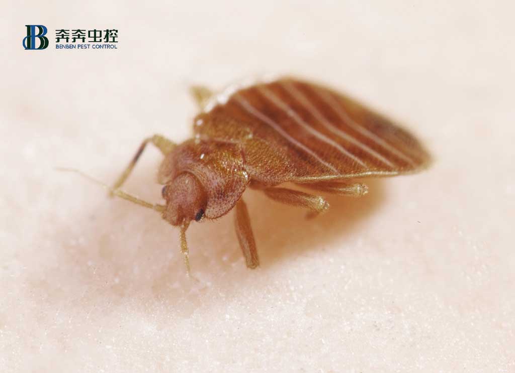 如何滅臭蟲(chóng)？防治臭蟲(chóng)有哪些可行的方法？