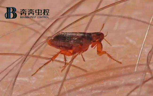 居家防治跳蚤，有哪些方法可以隨手做？