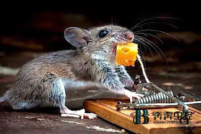 家里有老鼠怎么辦？怎樣有效的消滅老鼠？