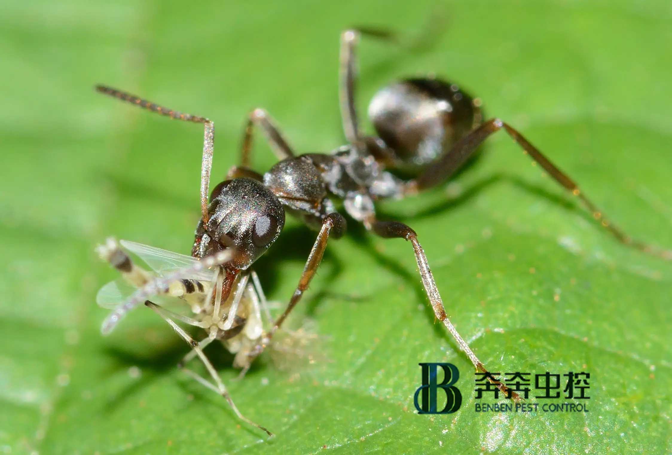 除蟲公司滅螞蟻，手到擒來！ 