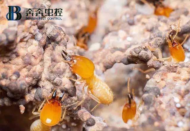 消滅白蟻有哪些方法？