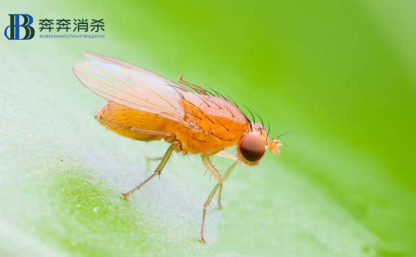 專(zhuān)業(yè)除蟲(chóng)公司教您怎么除果蠅