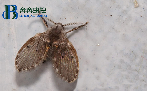 除蟲公司總結滅蛾蠓妙招