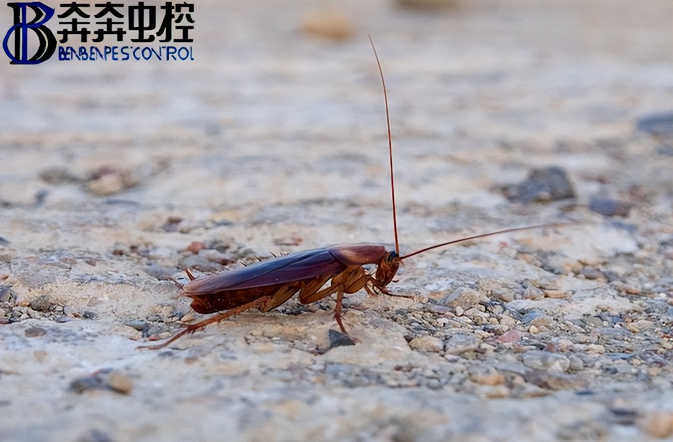 家庭出現蟑螂應如何防治
