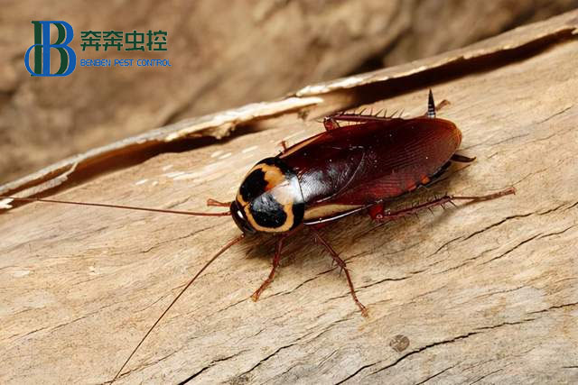  如何確定室內蟑螂感染的高低程度