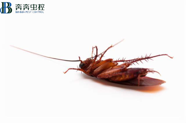 昆蟲死后為什么都是“四腳朝天”的？