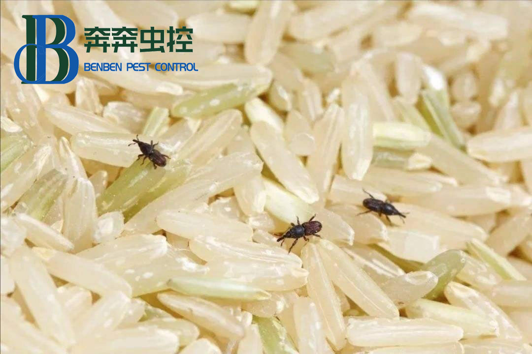 米和面為什么會無緣無故長蟲？其實你吃的飯都可能含有蟲卵