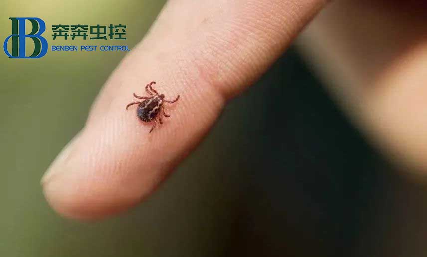 夏天露營，昆蟲進入高發期，奔奔蟲控教你如何防護