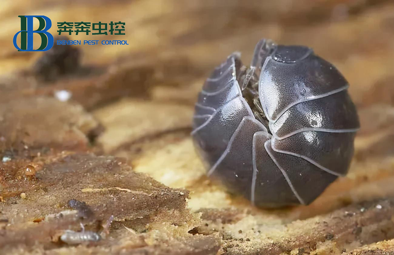 臥室里的潮蟲都藏在哪里？