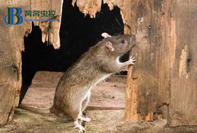 老鼠爬上了天花板怎么辦？