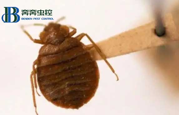 室內突然有了臭蟲，它是從哪兒來的？