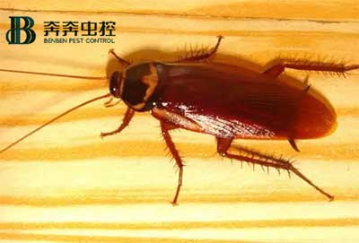 家里發(fā)現(xiàn)蟑螂？怎么快速根除？