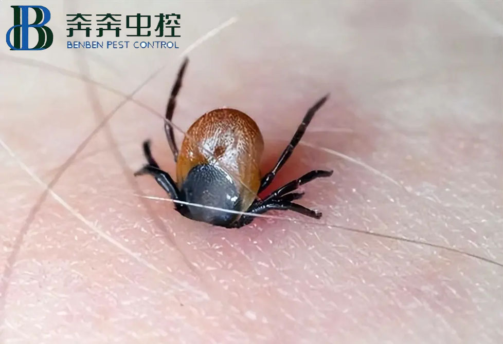 蜱蟲(chóng)是什么？如何預(yù)防蜱蟲(chóng)叮咬？