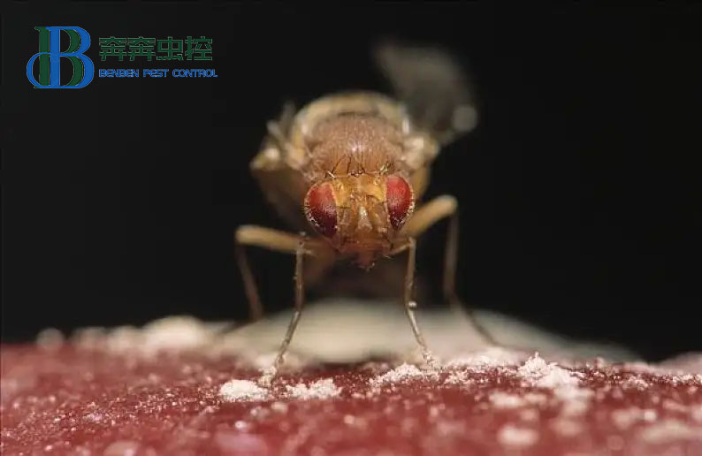 專業蟲控公司教大家如何滅果蠅！