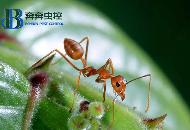 家里出現螞蟻怎么辦？要如何除根