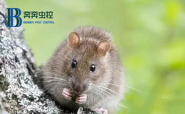 對付室內老鼠，粘鼠板怎么用？