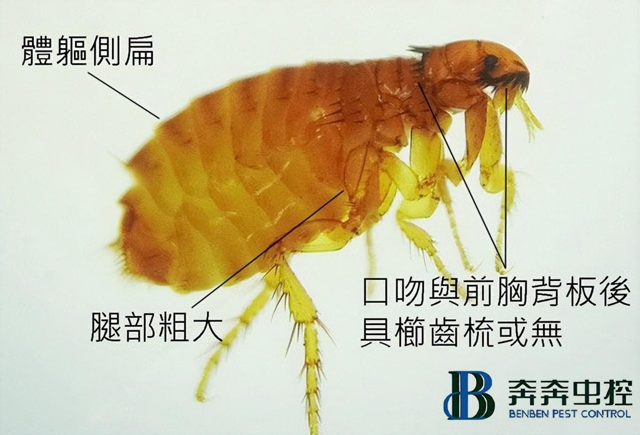 床上有跳蚤，有什么好的去除方法
