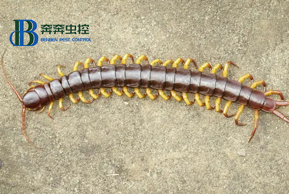 為什么不能踩死蜈蚣？