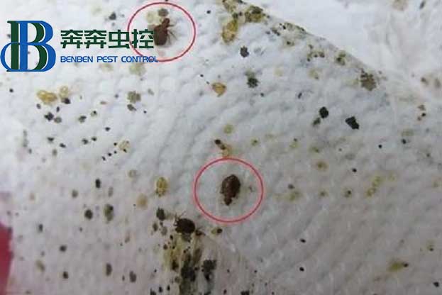 廚房的蟑螂怎么消滅？