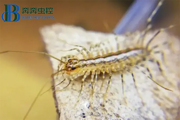 家里出現蚰蜒怎么去除？