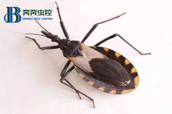 錐蝽到底是什么蟲？