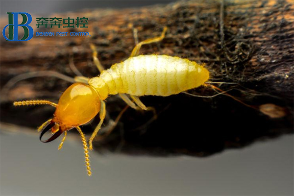 家中發現白蟻應該怎么辦？