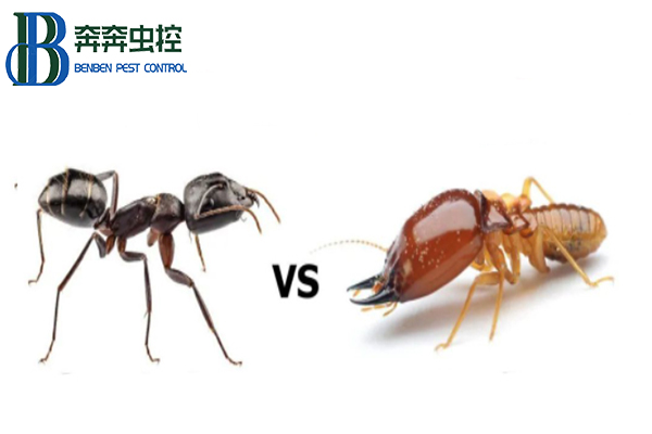 上海除蟲教你如何區分家里的螞蟻和白蟻？