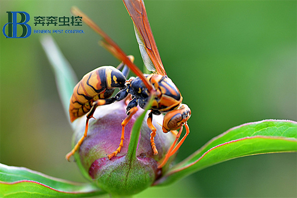 如何預防馬蜂