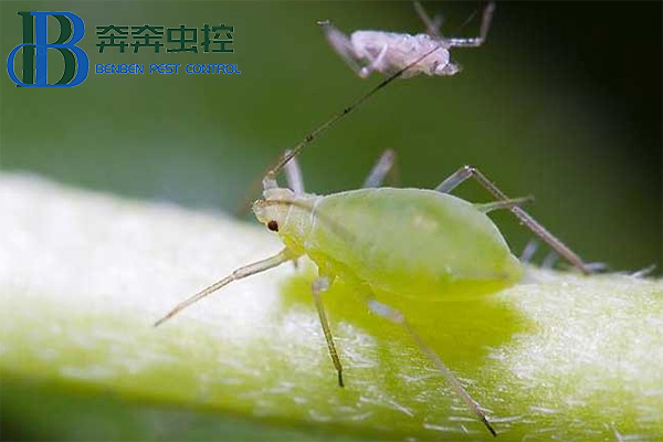 如何防治蚜蟲？