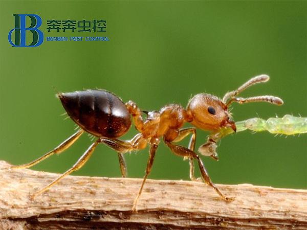 白蟻和螞蟻的區別