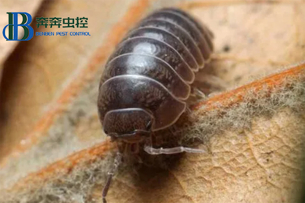 鼠婦是什么，對人有害嗎？