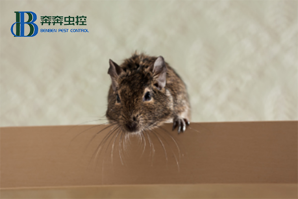 家里有老鼠入侵，家庭如何滅鼠？