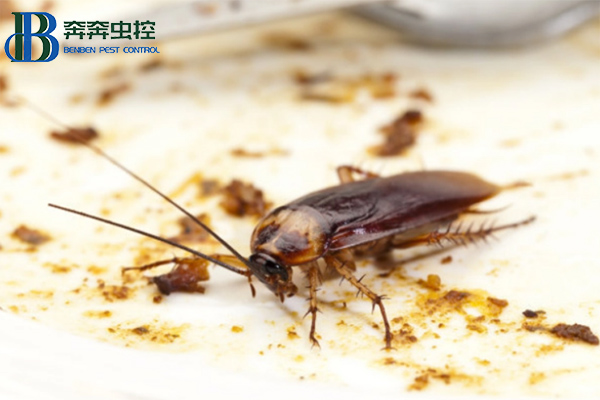 如何高效的殺滅蟑螂？