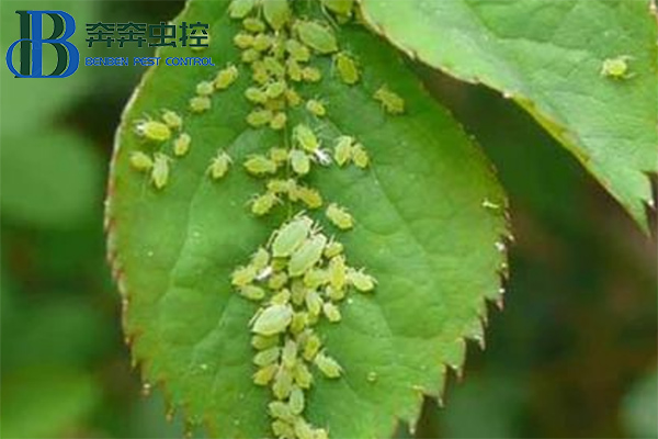 教你如何防治蚜蟲，一季無蚜蟲