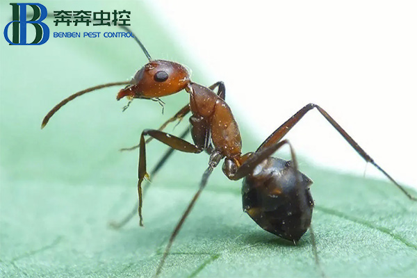 紅火蟻的危害有哪些？如何防治紅火蟻？